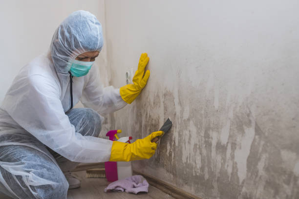 Best Bathroom Mold Remediation in Trabuco Nyon, CA