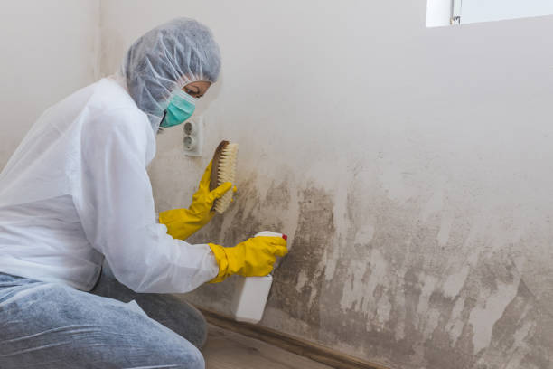 Best DIY Mold Remediation Support Services in Trabuco Nyon, CA