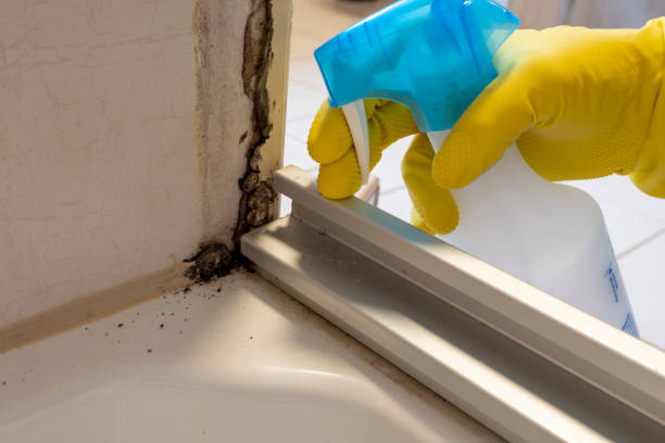 Best Post-Flood Mold Remediation in Trabuco Nyon, CA