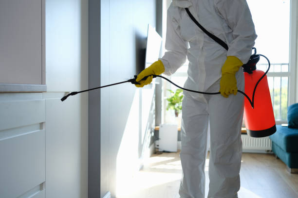 Reliable Trabuco Canyon, CA Mold Remediation Solutions