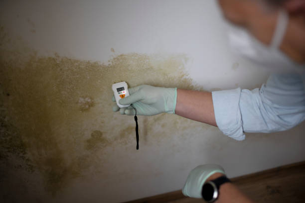 Best Insurance-Related Mold Remediation in Trabuco Nyon, CA