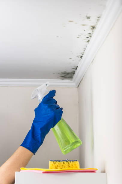 Best Residential Mold Remediation in Trabuco Nyon, CA